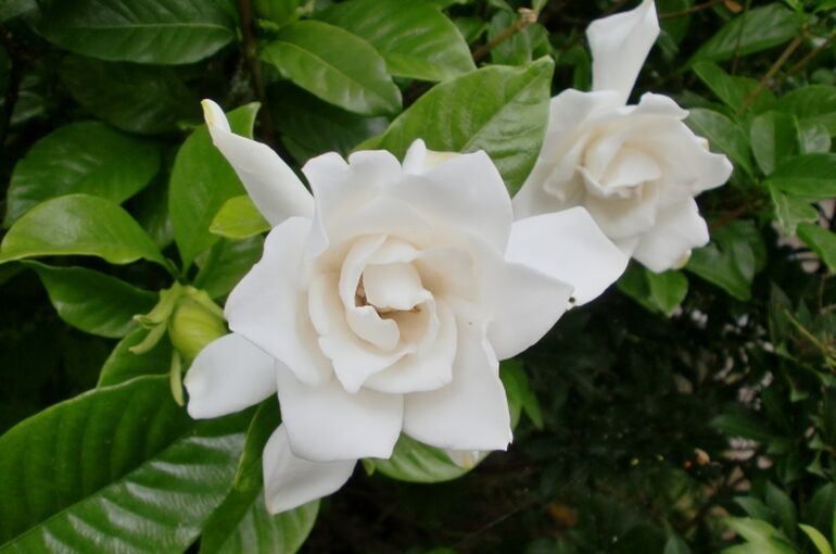 くちなしの花